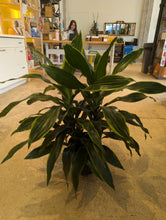 Load image into Gallery viewer, 8&quot; Dracaena &#39;Art&#39; Carmen
