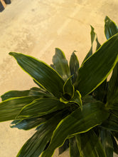 Load image into Gallery viewer, 8&quot; Dracaena &#39;Art&#39; Carmen
