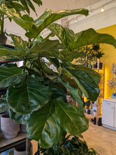 Load image into Gallery viewer, 10&quot; Ficus lyrata
