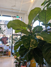 Load image into Gallery viewer, 10&quot; Ficus lyrata
