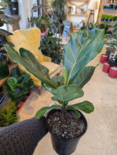 Load image into Gallery viewer, 6&quot; Ficus lyrata
