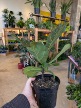 Load image into Gallery viewer, 6&quot; Ficus lyrata
