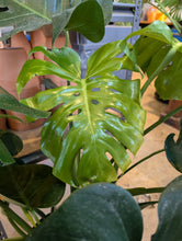 Load image into Gallery viewer, 10&quot; Monstera Deliciosa
