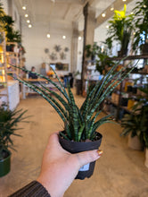 Load image into Gallery viewer, 4&quot; Fernwood Snake Plant
