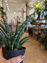 Load image into Gallery viewer, 4&quot; Fernwood Snake Plant
