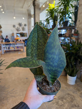 Load image into Gallery viewer, 4&quot; Whale Fin Snake Plant
