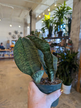 Load image into Gallery viewer, 4&quot; Whale Fin Snake Plant
