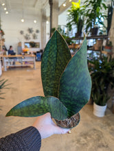 Load image into Gallery viewer, 4&quot; Whale Fin Snake Plant
