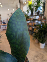 Load image into Gallery viewer, 4&quot; Whale Fin Snake Plant
