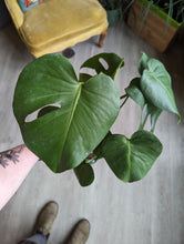 Load image into Gallery viewer, 6&quot; Monstera deliciosa

