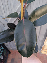Load image into Gallery viewer, 6&quot; Ficus elastica
