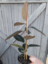 Load image into Gallery viewer, 6&quot; Ficus elastica
