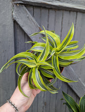 Load image into Gallery viewer, 6&quot; Dracaena &#39;dragon&#39; (asst.)
