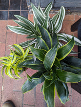 Load image into Gallery viewer, 6&quot; Dracaena &#39;dragon&#39; (asst.)

