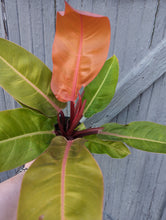 Load image into Gallery viewer, 6&quot; Philodendron Prince of Orange
