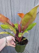 Load image into Gallery viewer, 6&quot; Philodendron Prince of Orange
