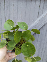 Load image into Gallery viewer, 6&quot; Pilea Peperomioides
