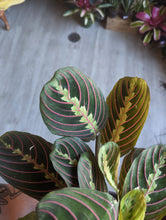 Load image into Gallery viewer, 4&quot; Prayer Plant
