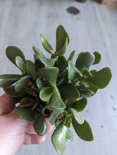 Load image into Gallery viewer, 4&quot; Jade Plant
