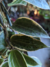 Load image into Gallery viewer, 6&quot; Hoya macrophylla Trellis
