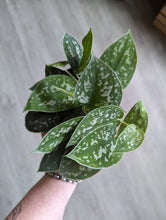 Load image into Gallery viewer, 4&quot; Satin Pothos
