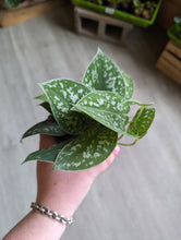 Load image into Gallery viewer, 4&quot; Satin Pothos
