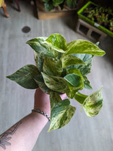 Load image into Gallery viewer, 4&quot; Marble Queen Pothos
