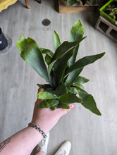 Load image into Gallery viewer, 4&quot; Staghorn Fern
