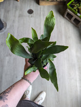 Load image into Gallery viewer, 4&quot; Staghorn Fern
