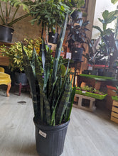 Load image into Gallery viewer, 8&quot; Snake Plant (asst.)
