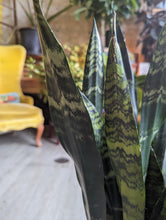 Load image into Gallery viewer, 8&quot; Snake Plant (asst.)
