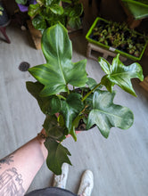 Load image into Gallery viewer, 6&quot; Philodendron &#39;Glad Hands&#39;
