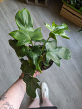 Load image into Gallery viewer, 6&quot; Philodendron &#39;Glad Hands&#39;
