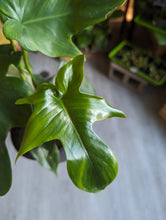 Load image into Gallery viewer, 6&quot; Philodendron &#39;Glad Hands&#39;
