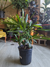 Load image into Gallery viewer, 8&quot; Lady Palm (Rhapis Palm)
