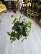 Load image into Gallery viewer, 8&quot; Philodendron Cordatum HB
