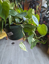 Load image into Gallery viewer, 8&quot; Philodendron Cordatum HB

