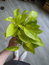 Load image into Gallery viewer, 6&quot; Neon Pothos
