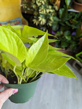 Load image into Gallery viewer, 6&quot; Neon Pothos

