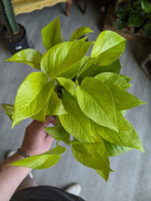 Load image into Gallery viewer, 6&quot; Neon Pothos
