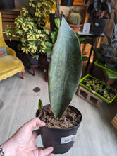 Load image into Gallery viewer, 6&quot; Whale Fin Snake Plant
