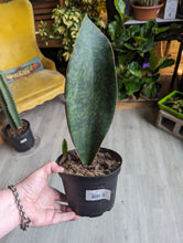 Load image into Gallery viewer, 6&quot; Whale Fin Snake Plant
