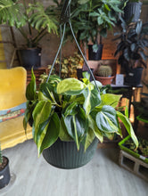 Load image into Gallery viewer, 8&quot; Philodendron Brasil HB

