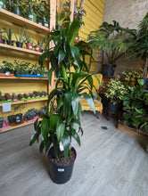 Load image into Gallery viewer, 10&quot; Dracaena Lisa Elegans
