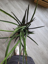 Load image into Gallery viewer, 10&quot; Sansevieria African Spears
