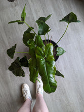 Load image into Gallery viewer, 10&quot; Philodendron Stenolobum

