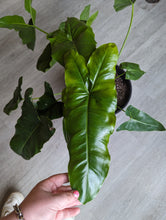 Load image into Gallery viewer, 10&quot; Philodendron Stenolobum
