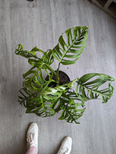 Load image into Gallery viewer, 10&quot; Monstera Esqueleto
