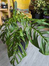 Load image into Gallery viewer, 10&quot; Monstera Esqueleto
