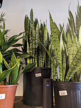 Load image into Gallery viewer, 14" Snake Plant (asst.)

